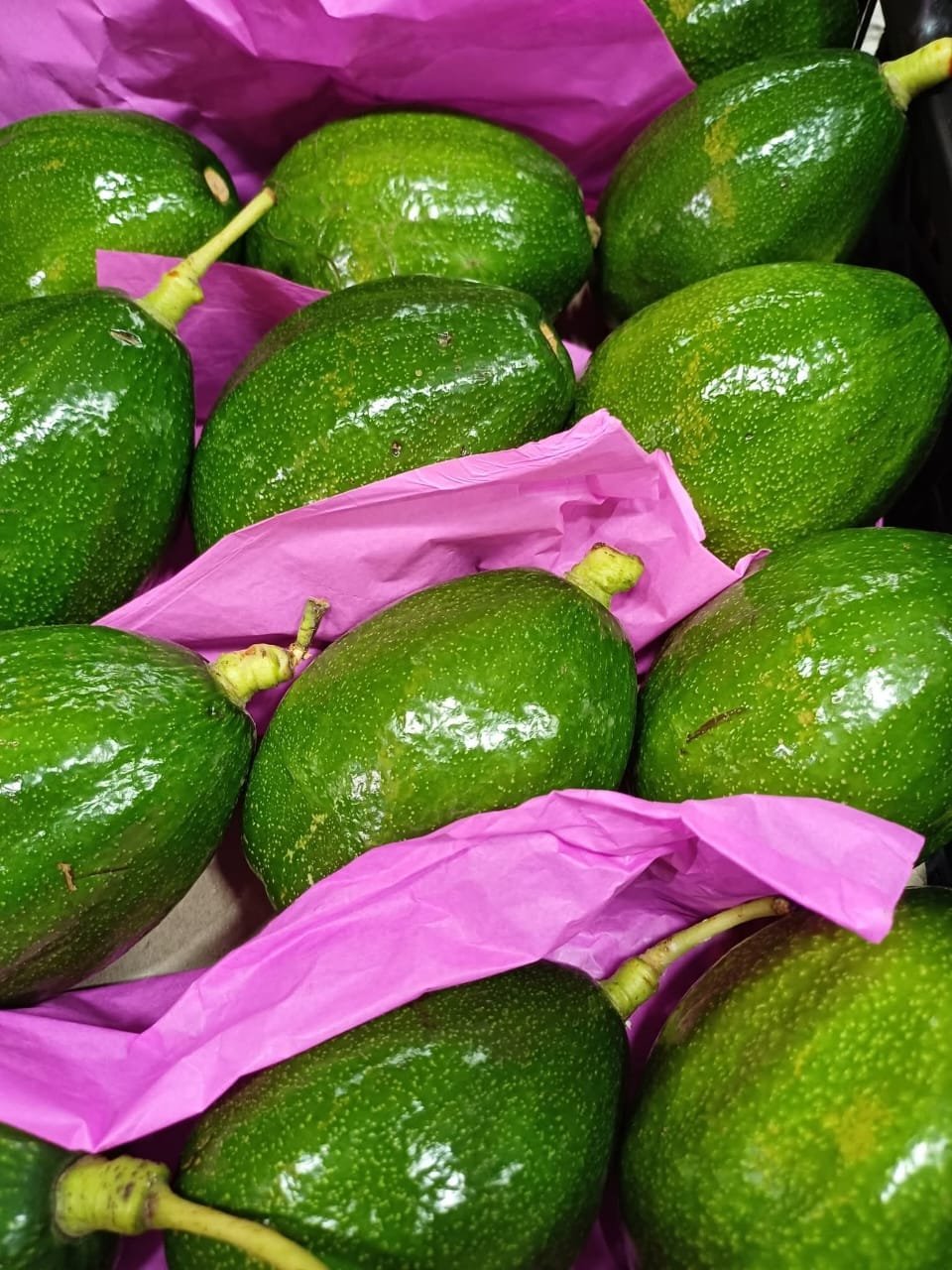 Fresh Hass Avocado