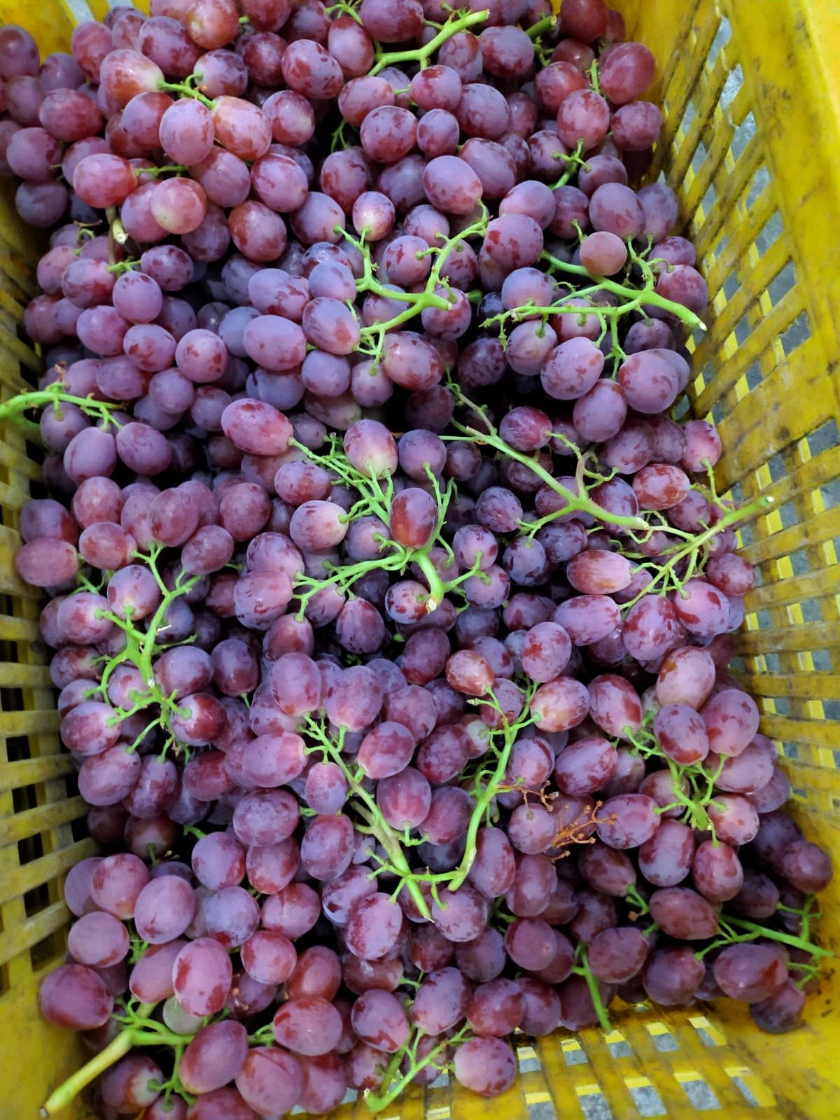 Grapes & Oranges (Import)